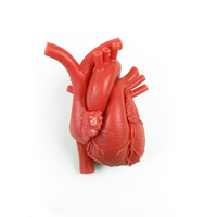 Heart, Myocardium Only