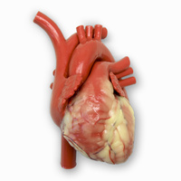 Beating Heart with Ancillary