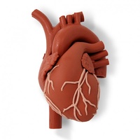 Fluoroscopic Heart Model
