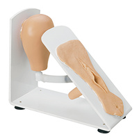 Female Catheterization Trainer