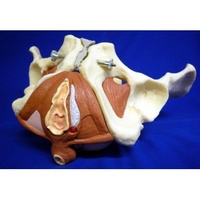 Anatomical Model- Female Pelvis and Pelvic Floor, 5 part