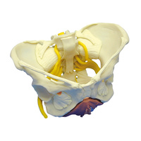 Anatomical Female Pelvis with Ligaments and Nerves and Floor Muscles model