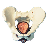 Anatomical Male Pelvis with Pelvic Floor model