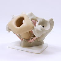 Female Pelvic Demonstrator