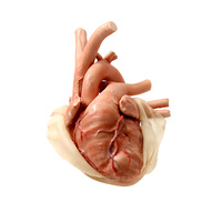 Surgical Sam Beating Heart