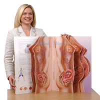 With Child Life-size Display