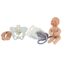 Vinyl Pelvic Model Set