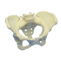 Anatomical Articulated Female Pelvis Model