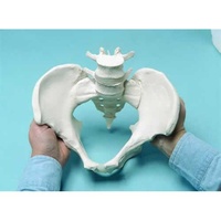 Female Flexible Pelvis Model