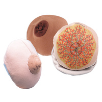Cloth Breast Model