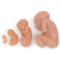 Fetus models