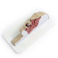 Sinus & Tonsil Trainer