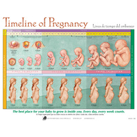 Timeline of Pregnancy Chart