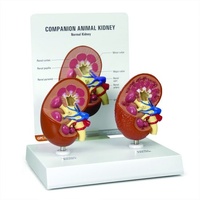 2-Piece Companion Kidney