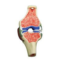 Anatomical Synovial Joint Model