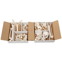 Anatomical Models for Disarticulated Half Skeleton