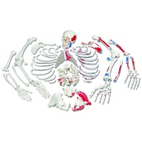 Anatomical Models of Disarticulated Painted Full Human Skeleton