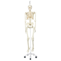 Anatomical Skeleton Stan,Hanging 5-feet Roller Brake