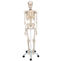 Anatomical Model Standard Skeleton