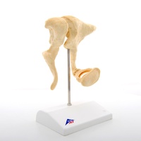Anatomical Ossicles magnified 20 times Bonelike Model