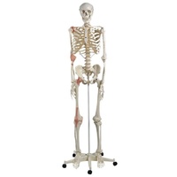 Anatomical Skeleton with Ligaments Model