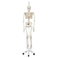 Anatomical Physiological Skeleton Phil on Hanging Stand