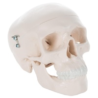 Anatomical Mini Skull 3-part Model