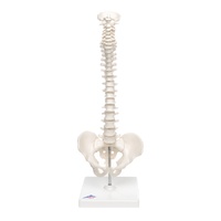 Anatomical Mini Human Spinal Column Model - Flexible, on Base