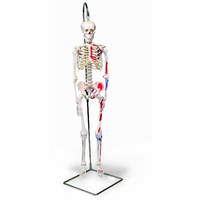 Anatomical Mini Skeleton w.painted muscles Model