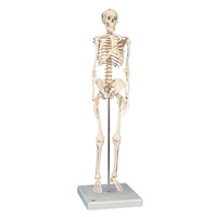 Anatomical Mini Skeleton Shorty Model