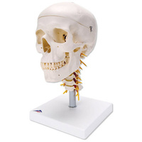 Anatomical Skull on Cervical Spine Model