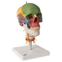 Anatomical Models for Didactic Skull on Cervical