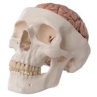 Anatomical Skull with Brain Model
