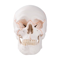 Anatomical Numbered Adult Skull Model