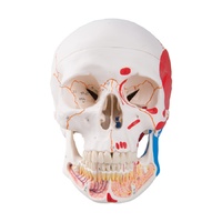 Anatomical Model- Classic Human Skull Model with Opened Lower Jaw, 3 part, painted