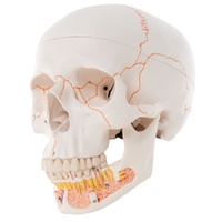 Anatomical Models for Adult Skull with Opened Lower Jaw 