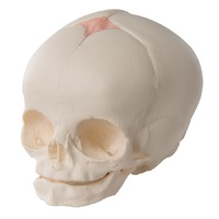 Anatomical Model - Foetal Skull Model Natural Cast 30th Week of Pregnancy 