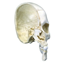 Anatomical Models of Bony Half Skull 