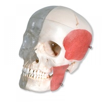 Anatomical Model- BONElike Human Skull Model, Half transparent and Half Bony, 8 part