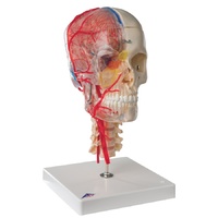 Anatomical Half Transparent & Half Bony- Complete with  Brain and Vertebrae