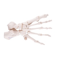 Anatomical Models of Foot Skeleton - Nylon Mounting