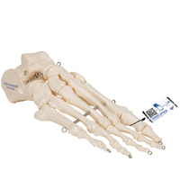 Anatomical Models of Foot Skeleton with Wire Mounted