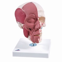 Anatomical Model- Skull with Facial Muscles