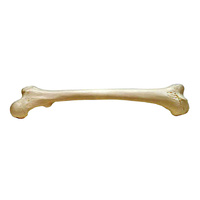 Anatomical Models of Femur