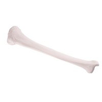 Anatomical Model- Tibia