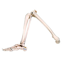 Anatomical Model - Skeleton of Leg with Foot