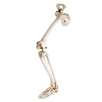 Anatomical Leg Skeleton with Hip Bone