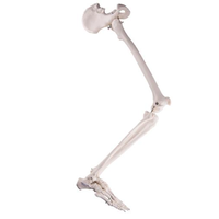 Anatomical Left Leg Skeleton with Hip Bone