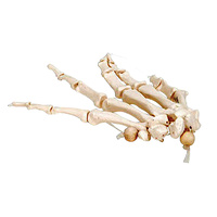 Anatomical Model of Hand Skeleton - nylon mounting
