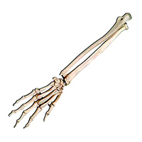 Anatomical Models about Hand Skeleton with Lower Arm - Elastic Mounting